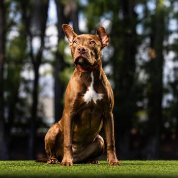 Brownie -  Mixed Breed Dog for Adoption in Jupiter, Florida - Brownie | PetCurious