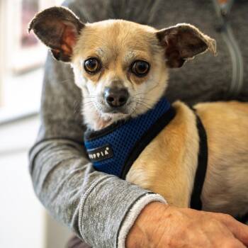 Chihuahua Dogs Available for Adoption in Bethel, Connecticut - Skippy 7 LBS OF CUTENESS | PetCurious