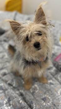 Lou Lou. (5 lbs of fun) -  Yorkshire Terrier Dog for Adoption in Mobile, Alabama - Lou Lou. (5 Lbs Of Fun) | PetCurious