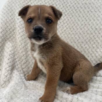 JD -  Chihuahua and Chow Chow Dog for Adoption in Kanab, Utah - JD | PetCurious