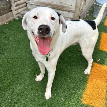 Wally -  Labrador Retriever and English Pointer Dog for Adoption in Abbotsford, British Columbia - Wally | PetCurious