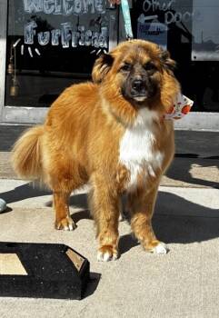 Rescue Shepherd and Mixed Breed Dogs for Adoption in Fort Worth, Texas - Luna Bee | PetCurious