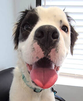 Rescue American Staffordshire Terrier Dogs for Adoption in Lake Forest, California - Drizzle (CP) - Foster Or Adopt Me! | PetCurious