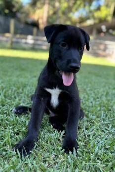 Rescue Rottweiler and Siberian Husky Dogs for Adoption in Casselberry, Florida - Donut | PetCurious