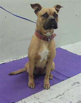 Boxer and Mixed Breed Dogs Available for Adoption - CANELA | PetCurious