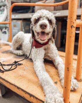 Poodle Dogs Available for Adoption in Alafaya, Florida - Jeff | PetCurious