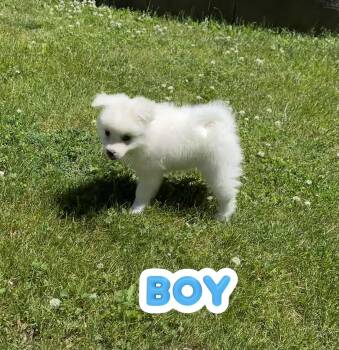 Prince Charming and Snow White -  American Eskimo Dog Dog for Adoption in Armada, Michigan - Prince Charming And Snow White | PetCurious