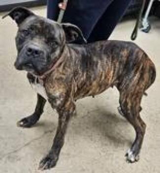 Mary Rose -  Boxer Dog Available for Adoption in La Grange, Texas - Mary Rose | PetCurious