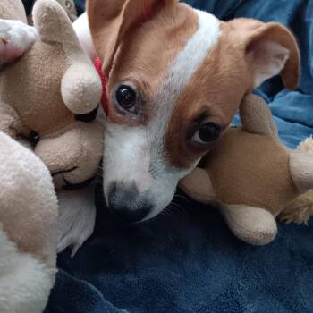 Stella -  Chihuahua and Beagle Dog for Adoption in Bradenton, Florida - Stella | PetCurious