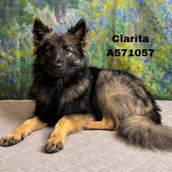 CLARITA -  Keeshond Dog for Adoption - CLARITA | PetCurious