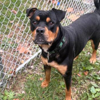Rescue Rottweiler and Mixed Breed Dogs for Adoption in Fairmont, West Virginia - Titus | PetCurious