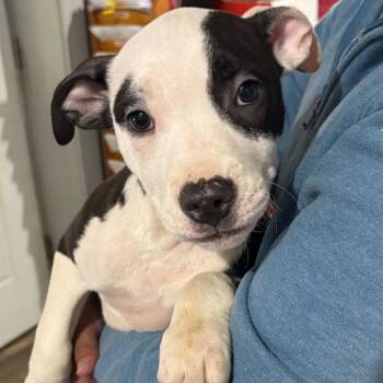 Mixed Breed Dogs Available for Adoption in Wappingers Falls, New York - Spot | PetCurious