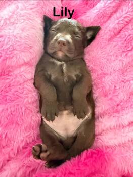Bud -  Pit Bull Terrier and American Staffordshire Terrier Dog for Adoption in St. Clair Shores, Michigan - Bud | PetCurious