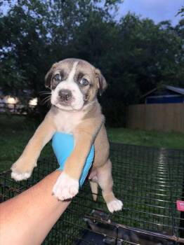 American Staffordshire Terrier Dogs Available for Adoption in San Antonio, Texas - LEXI | PetCurious