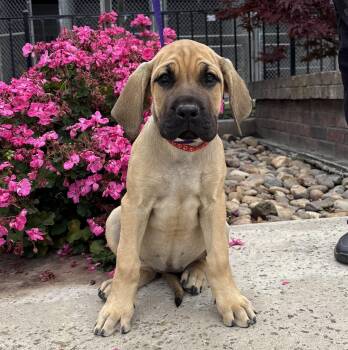 Cane Corso and Mastiff Dogs Available for Adoption in Lathrop, California - Linda | PetCurious