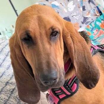 Bloodhound Dogs Available for Adoption - Ella (NY) | PetCurious