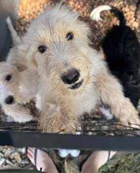 Skittles -  Miniature Poodle Dog for Adoption in Kiowa, Oklahoma - Skittles | PetCurious