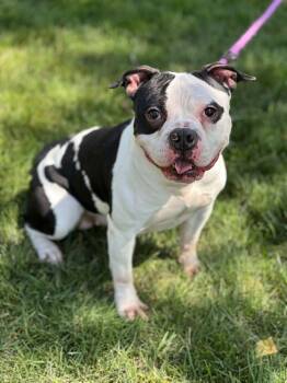Miss Piggy -  American Staffordshire Terrier and Boston Terrier Dog for Adoption in Wheaton, Illinois - Miss Piggy | PetCurious