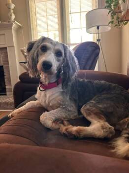 Dahlia -  Bernadoodle Dog for Adoption in Anniston, Alabama - Dahlia | PetCurious