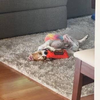 Moose -  Beagle and Mixed Breed Dog for Adoption in Los Angeles, California - Moose | PetCurious