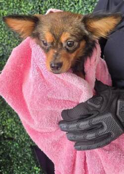 DOG 7 -  Chihuahua and Mixed Breed Dog for Adoption in El Paso, Texas - DOG 7 | PetCurious