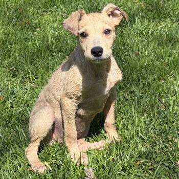 Australian Shepherd and Mixed Breed Dogs Available for Adoption in Eastford, Connecticut - NY Peter Pan Avail Apr 25 (Tractor Supply Patterson NY) | PetCurious