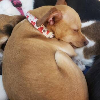 Chihuahua Dogs Available for Adoption in Saratoga Springs, New York - Ellie | PetCurious