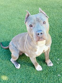 Money --Courtesy Post. Out of town pet. See below for details-- -  Pit Bull Terrier Dog for Adoption in Eagle, Idaho - Money --Courtesy Post. Out Of Town Pet. See Below For Details-- | PetCurious