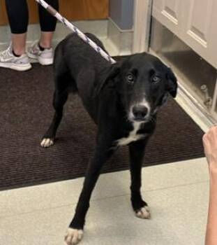 Misty -  Black Labrador Retriever and Mixed Breed Dog for Adoption in Maryville, Tennessee - Misty | PetCurious