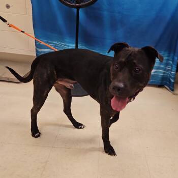 Bates -  Mixed Breed Dog for Adoption in Lake Panasoffkee, Florida - Bates | PetCurious