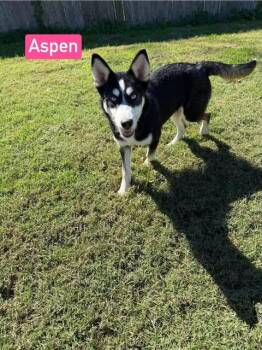 Aspen (4.5mo PUPPY) -  Husky and German Shepherd Dog Dog for Adoption in Greeneville, Tennessee - Aspen (4.5mo PUPPY) | PetCurious