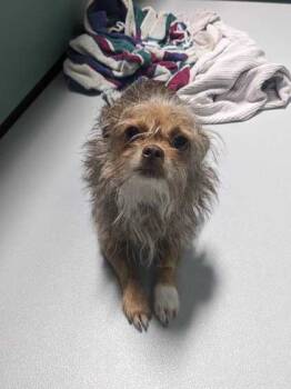 Rescue Mixed Breed Dogs for Adoption in Carrollton, Texas - Shaggy Mcgee | PetCurious