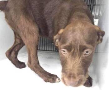 Poodle Dogs Available for Adoption in Houston, Texas - A654353 | PetCurious