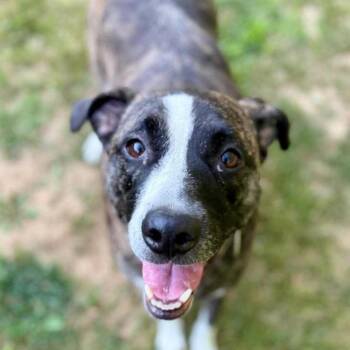 Lucy -  Hound Dog for Adoption in Groveland, Massachusetts - Lucy | PetCurious