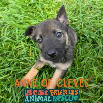 Anne of Cleves -  Shepherd Dog for Adoption in Wasilla, Alaska - Anne Of Cleves | PetCurious