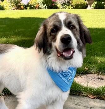 Kylo -  Saint Bernard and Great Pyrenees Dog for Adoption in Perry, Iowa - Kylo | PetCurious
