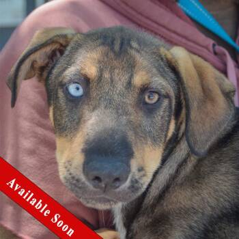Edison -  Australian Shepherd and German Shepherd Dog Dog for Adoption in Huntley, Illinois - Edison | PetCurious