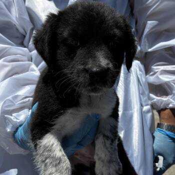 Oreo -  Shepherd and Mixed Breed Dog Available for Adoption in Edinburg, Texas - Oreo | PetCurious