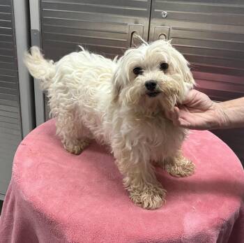 Briar (Maltese Female) -  Maltese Dog for Adoption in Chattanooga, Tennessee - Briar (Maltese Female) | PetCurious