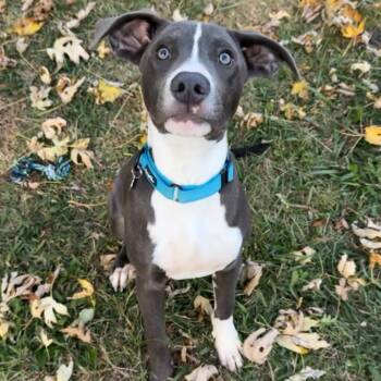 Rescue Pit Bull Terrier and Mixed Breed Dogs for Adoption in Brainerd, Minnesota - Cooper | PetCurious