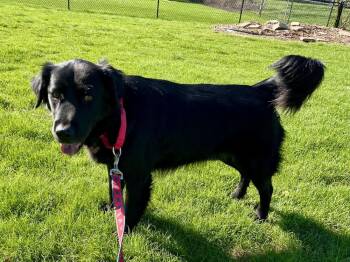 JR Morales -  Labrador Retriever and Flat Coated Retriever Dog Available for Adoption in Plymouth, Michigan - JR Morales | PetCurious