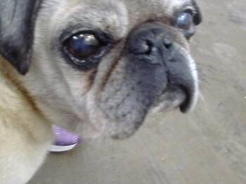 Mixed Breed Dogs Available for Adoption - DOOFY | PetCurious