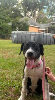 Mira -  Collie and Labrador Retriever Dog for Adoption in Silsbee, Texas - Mira | PetCurious