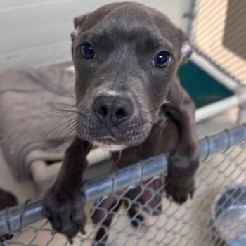 Jimmy -  Pit Bull Terrier and Mixed Breed Dog for Adoption in Indianapolis, Indiana - Jimmy | PetCurious