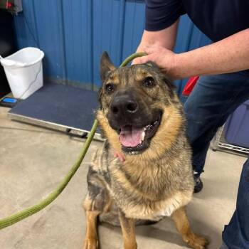 German Shepherd Dog Dogs Available for Adoption in Glenwood, Minnesota - Violet | PetCurious