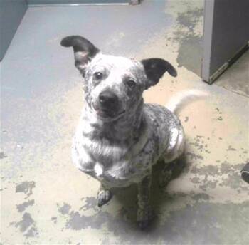 Australian Cattle Dog Blue Heeler and Mixed Breed Dogs Available for Adoption - SHEILA | PetCurious