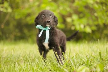Goldendoodle and Mixed Breed Dogs Available for Adoption in Gradyville, Kentucky - Fiona- Transport | PetCurious