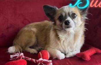 Chihuahua and Papillon Dogs Available for Adoption in St. Augustine, Florida - Buddy (fka Pistol Pete) | PetCurious