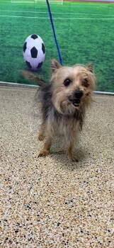 LUPE -  Yorkshire Terrier Dog for Adoption in Doral, Florida - LUPE | PetCurious