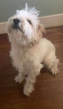 Rescue Standard Poodle Dogs for Adoption in Rustburg, Virginia - Milton - At Shelter Available 11/17 | PetCurious